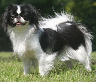 Anjing Japanese Chin Cute