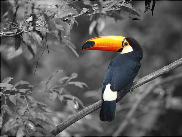 tucano toco forest photography