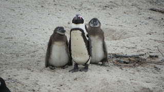 Penguin adult with chicks.