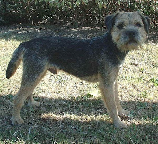 border terrier personality