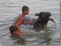 2307572-Bathing-Water-Buffalo-0