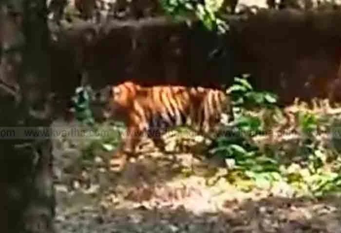 Kannur, Kannur-News, News, News-Malayalam-News, Kerala,Kerala-News, Tiger spotted agian in Kannur; District Collector announced sec144.