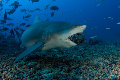  Bull shark Photos 