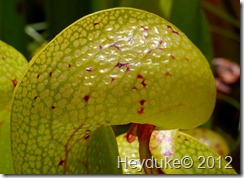 Darlingtonia Californica close up