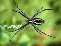 Beberapa Fakta Unik Tentang Laba - laba Hewan Invertebrate