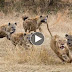 Cheetah Hyenas War 2015