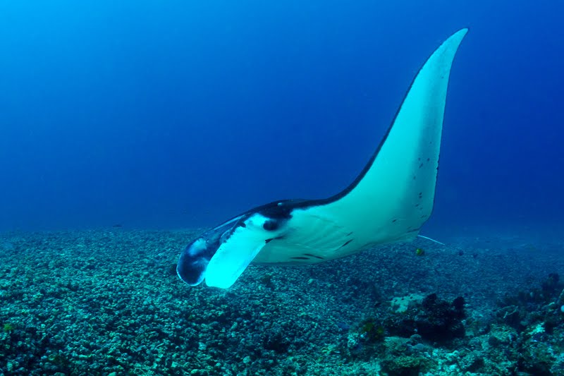 Manta