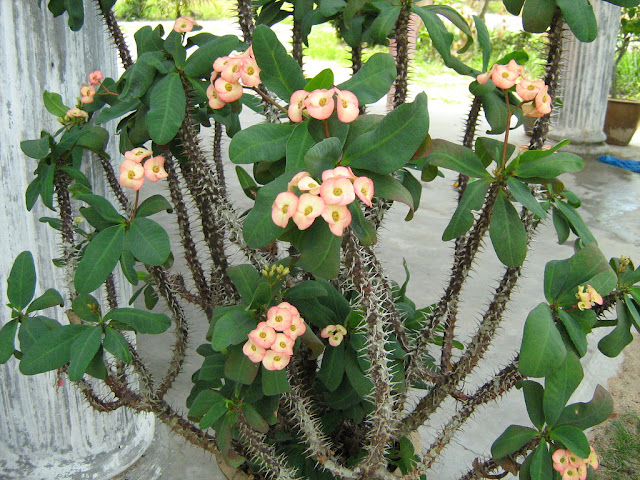 Euphorbia milii