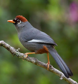 Suara burung poksay genting/poksay mandarin