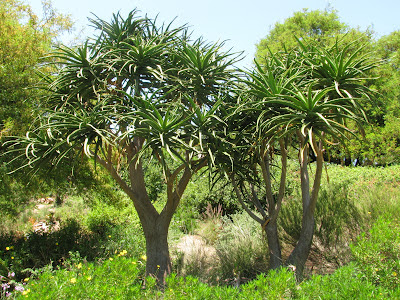 Exotic Trees