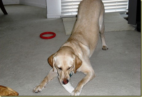 Reyna in a play bow position chewing on her new sterile bone from her auntie Glenda.