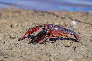 cangrejo-rojo-americano-procambarus-clarkii-cangrejo-de-rio-