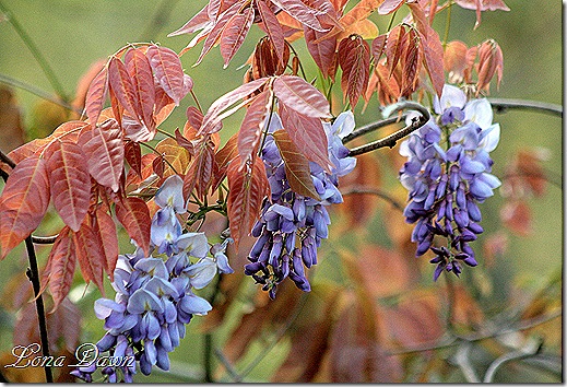 Wisteria_Blue6