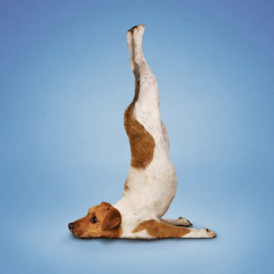 10 fotografías de perros haciendo posiciones de yoga