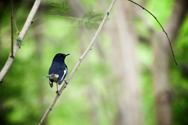 Oriental Magpie-Robin (दहियर, काली सुई चिड़िया) - Copsychus saularis  - Ashutosh Jhureley