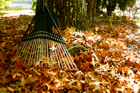 fall, autumn, leaves, rake, raking leaves, yardwork