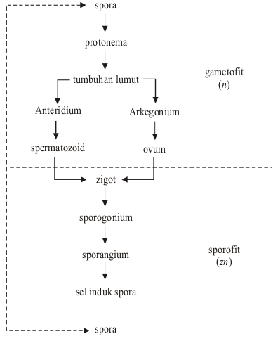 Diagram reproduksi lumut