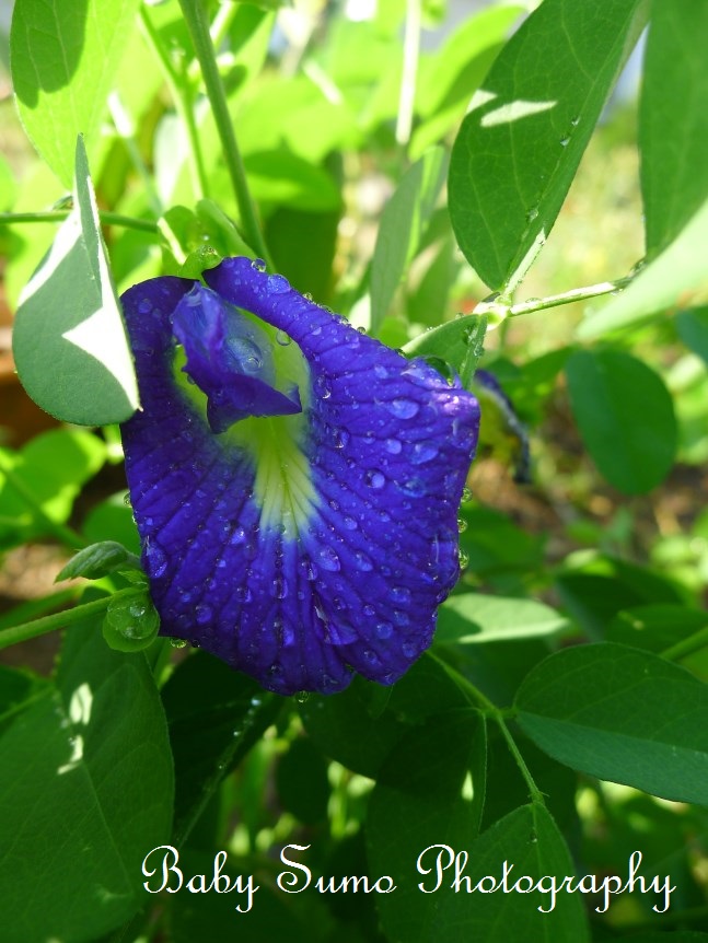 Baby Sumo Photography: Blue pea flower (bunga telang) with 