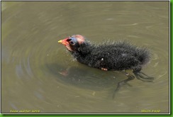 Slimbridge WWT - May