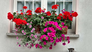 frequent Italian balcony/ windowsill decoration- flowers