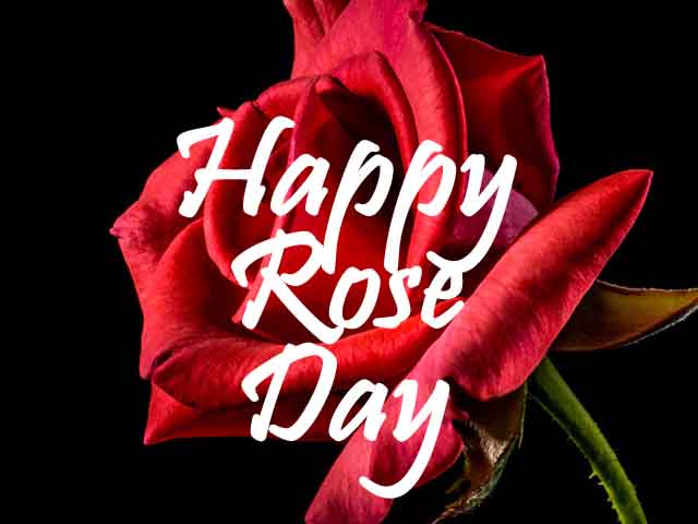 Happy Rose Day 2022 Images, Wallpapers, Pics & Photos