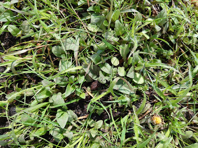 Selfheal leaves