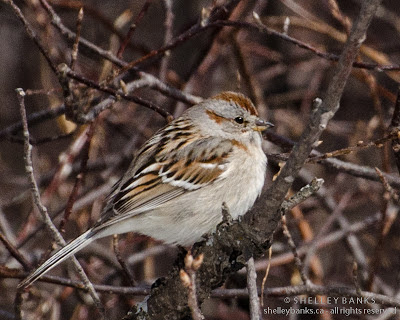 American Tree Sparrow. Photo © Shelley Banks, all rights reserved.
