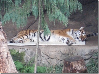 IMG_0456 Amur Tiger at the Oregon Zoo in Portland, Oregon on November 10, 2009
