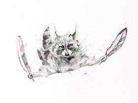 14-Raccoon-Philipp-Grein-Animal-Paintings-in-Splashes-of-Color-www-designstack-co
