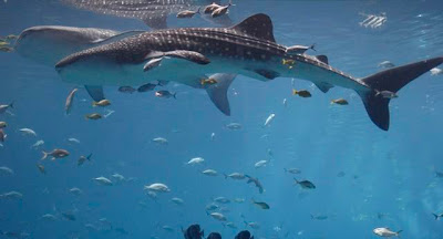 whale-shark