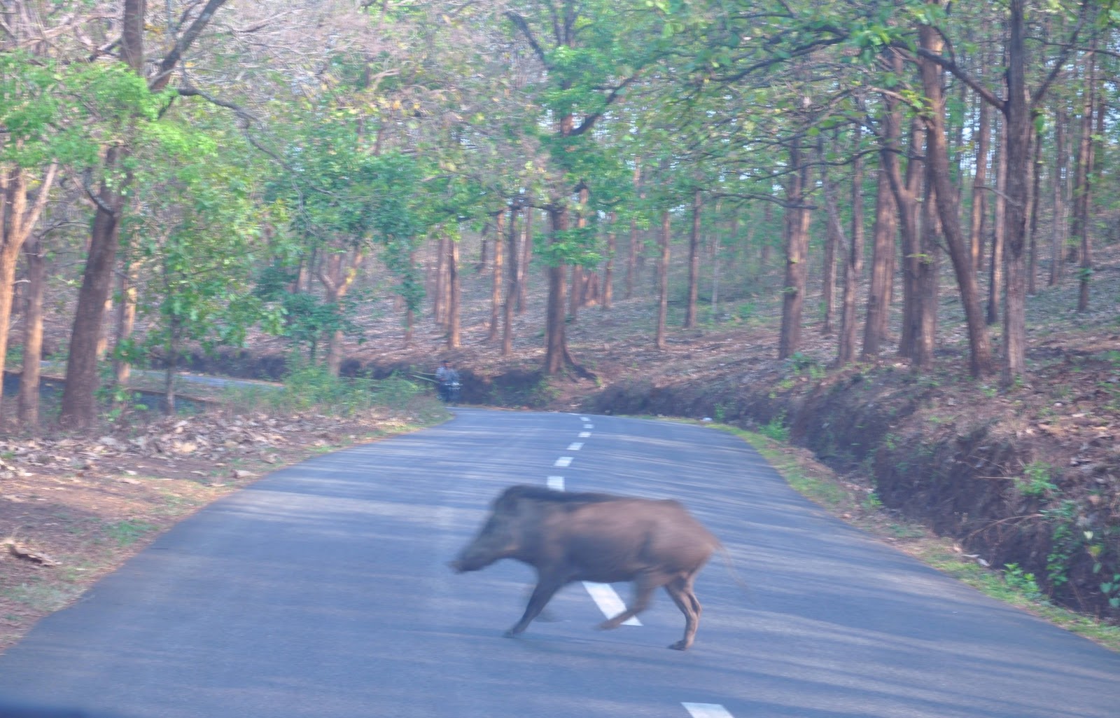 WILD ANIMAL CROSSING THE ROAD - PIG