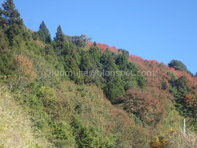 Alishan maple autumn foliage