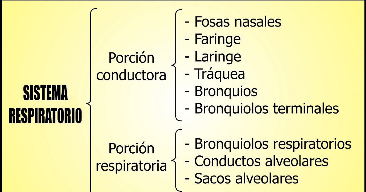 03 SISTEMA RESPIRATORIO ORGANIZACIÓN DEL SISTEMA RESPIRATORIO