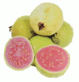 guava plant-psidium guajava