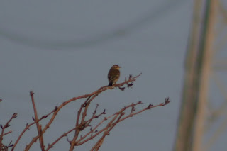 Water Pipit