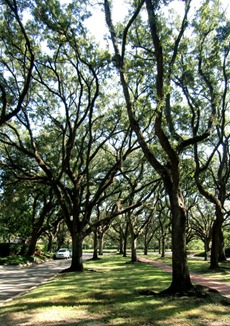 tree