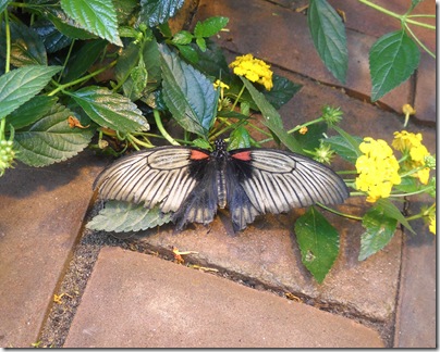 butterfly3