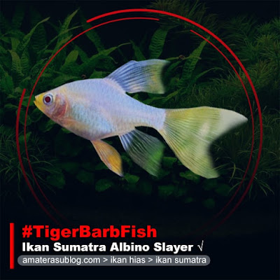ikan-sumatra-albino-slayer-tiger-barb-fish-albino-slayer