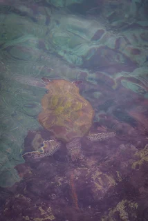 南台灣活海鮮