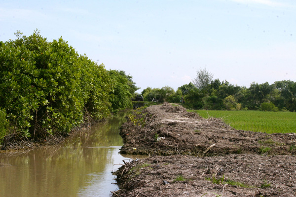 Tiga Penyebab Rusaknya Hutan Mangrove  Batam Hari Ini 