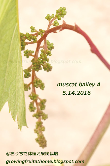 ブドウ-鉢植えマスカットベーリーAの花穂整形1回目の写真