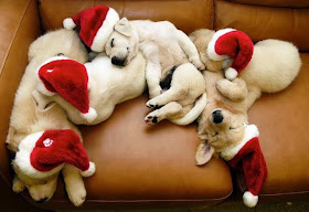 adorable dog pictures, lab puppies wear santa hats sleeping