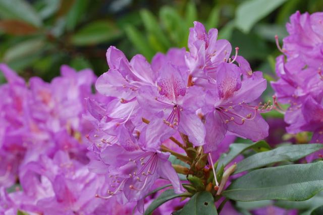 rododendron