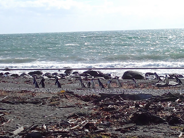 pingüinera del Seno Otway