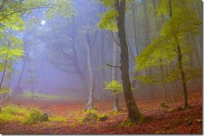 Natural Forest 5