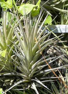 Tillandsia aeranthos - Fille de l'air