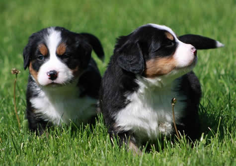 Bernese-mountain-dog-photo