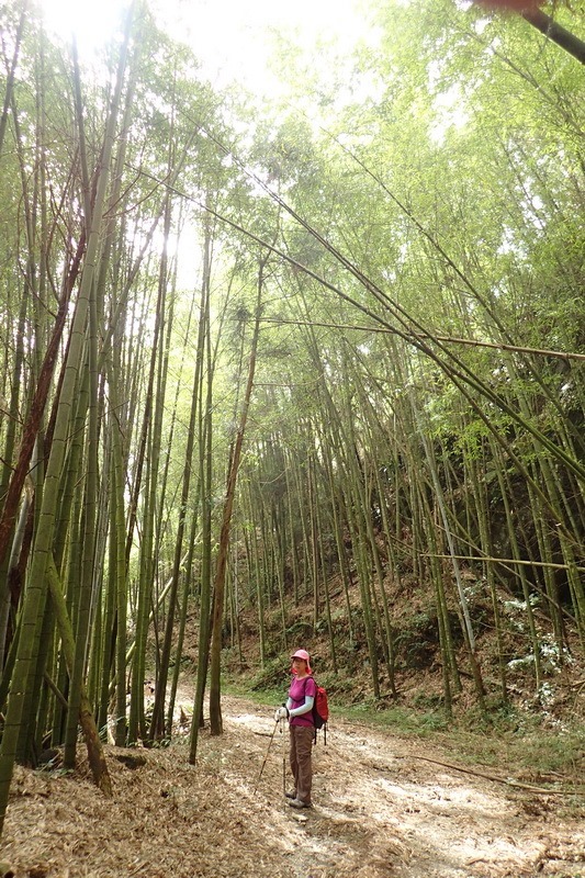 2014_1004 卓社林道登水社大山_007