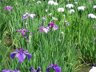 iris pond in the temple