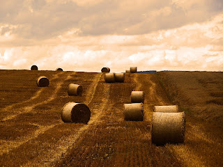 wheat desktop free fields images widescreen photo